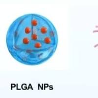 叶酸修饰的聚乳酸-羟基乙酸共聚物纳米颗粒包载丹参酮IIA  FA-PLGA NPs@TSA