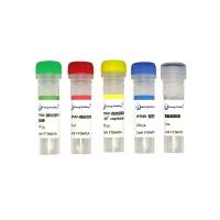 流行性出血热汉坦型探针法RT-PCR试剂盒