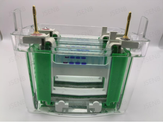 1×SDS-PAGE快速电泳液（干粉） 使用手册