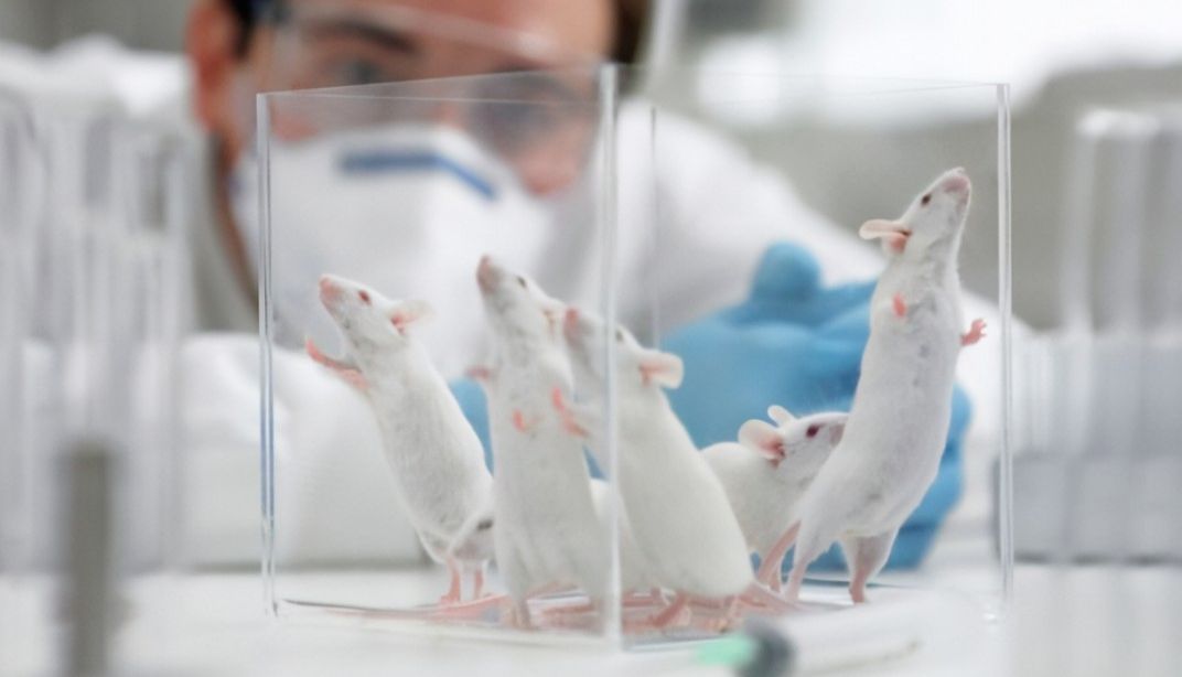 从心电肌电到血压脉搏——探秘大小鼠生理信号采集方法！