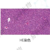 HE染色