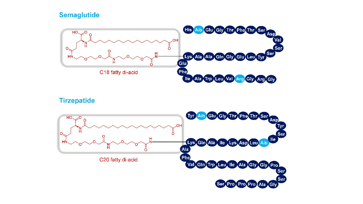 长效多肽脂肪酸侧链