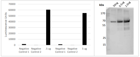 LifeSensors-抗USP14抗体，现货促销，一站式采购超方便