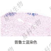普鲁士蓝染色