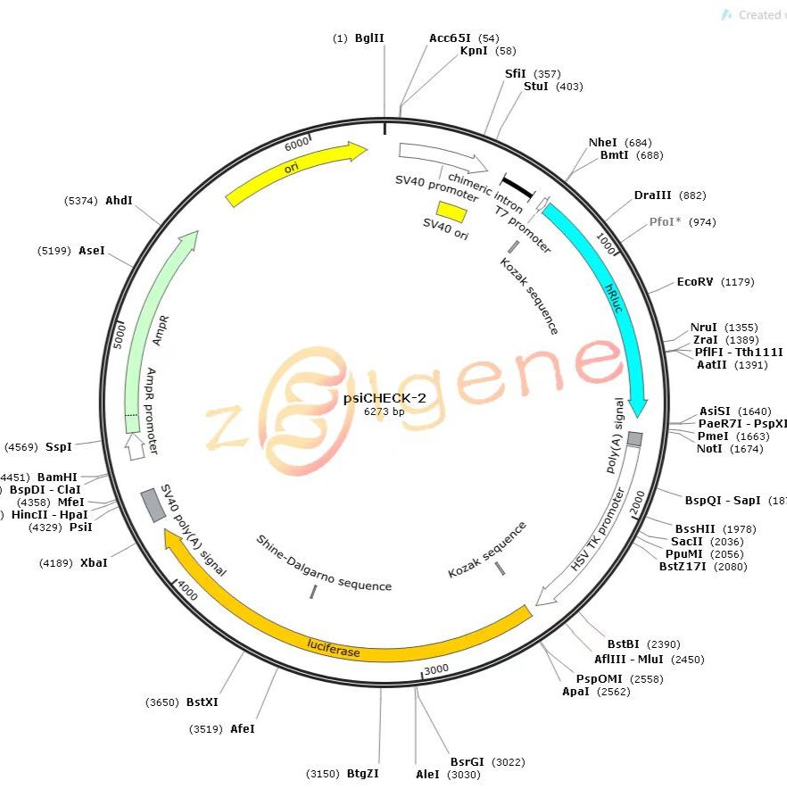 双荧光质粒-靶基因验证