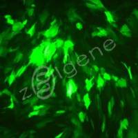 腺病毒二次扩增