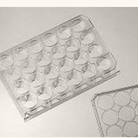 24孔细胞培养板