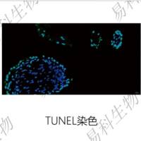 TUNEL染色