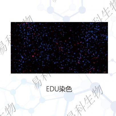细胞BrdU染色