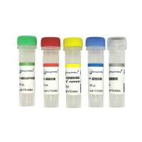 恶性疟原虫探针法PCR试剂盒