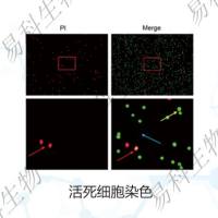 活/死细胞染色Live/Dead Staining