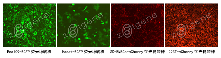 基因干扰稳转细胞株