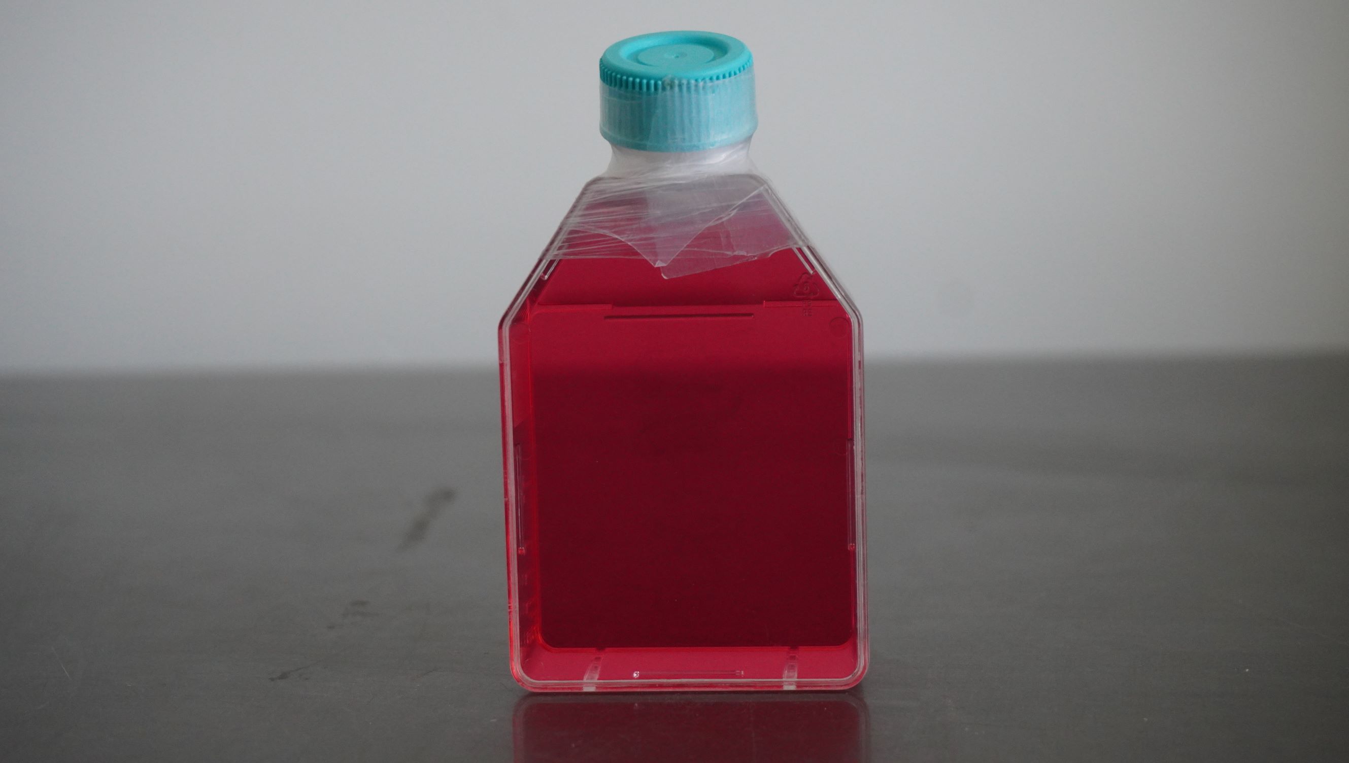 高转移人肝癌细胞;MHCC97-H (STR)