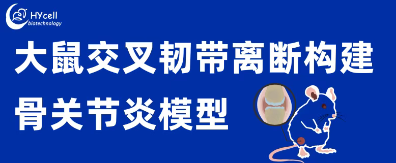动物造模丨交叉韧带离断构建骨关节炎模型