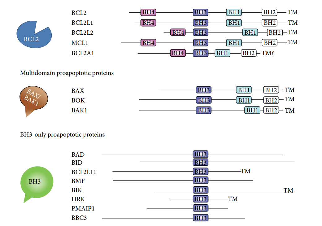 细胞凋亡系列篇【5】Bcl-2家族