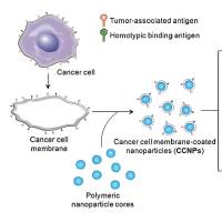 负载阿 帕 替 尼的聚乳酸-羟基乙酸共聚物纳米颗粒被乳腺癌细胞膜包裹 Apa@PLGA NPs@BCM
