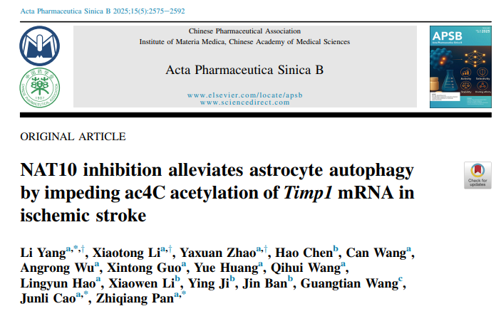 APSB丨潘志强团队揭示NAT10调控ac4C修饰，或成为缺血性卒中治疗新靶点