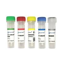 脑心肌炎病毒探针法 RT-PCR 试剂盒