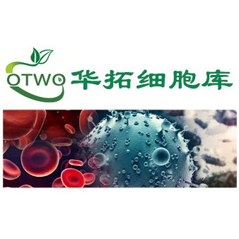 RBrF大鼠支气管成纤维细胞|永生化|RBrF细胞