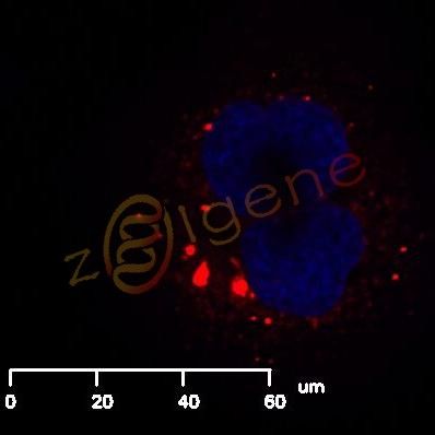 外泌体染色-PKH67或PKH26染色