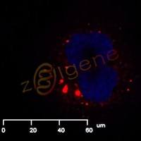 外泌体染色-PKH67或PKH26染色