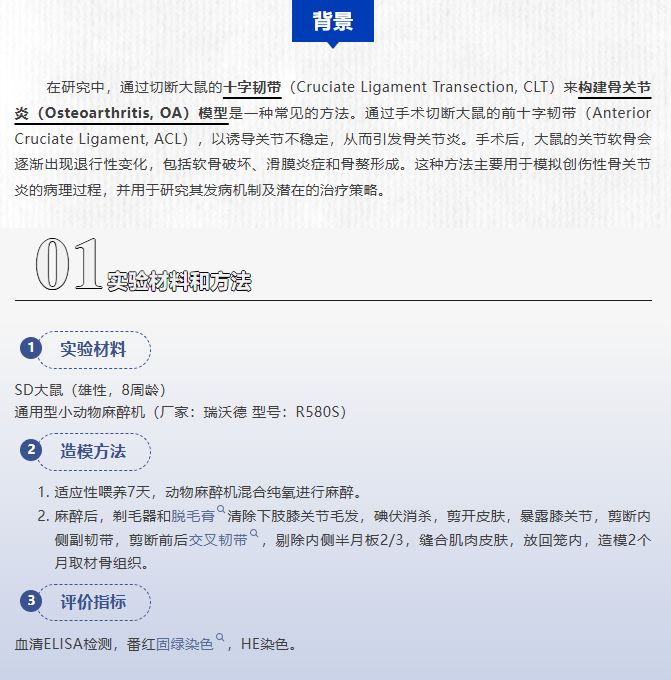 动物造模丨交叉韧带离断构建骨关节炎模型