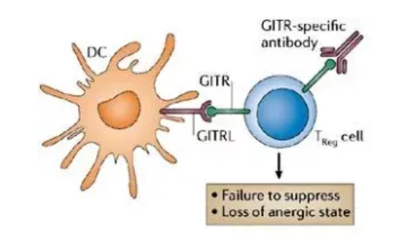 GITR：肿瘤免疫治疗的新兴靶点