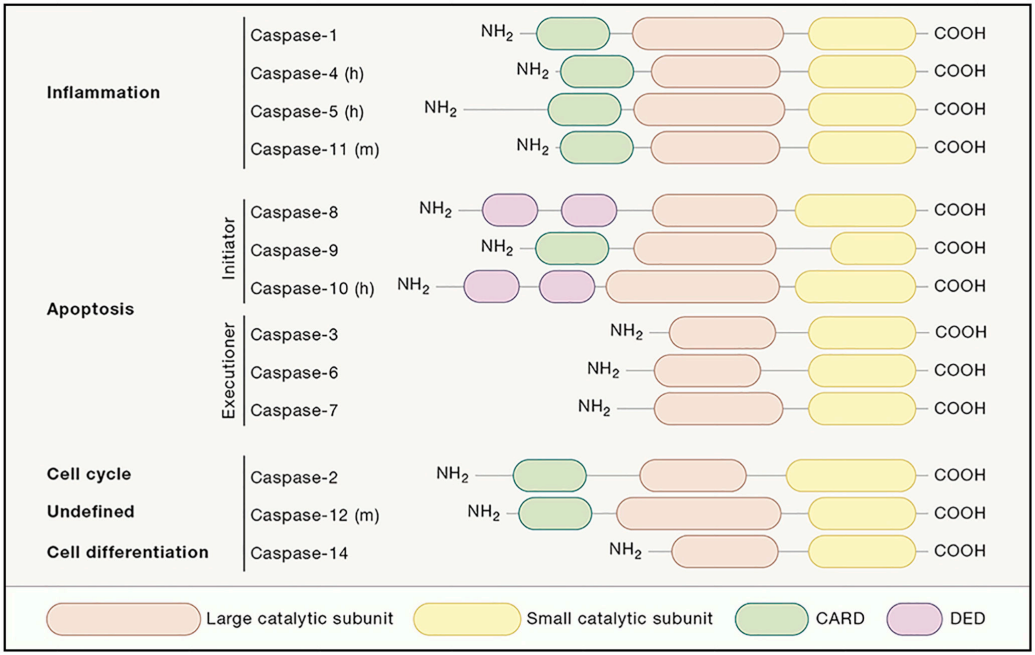 细胞凋亡系列篇【3】Caspase家族基因