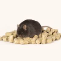 高反式脂肪（40 kcal%)高胆固醇（2%）高果糖（22%）鼠粮
