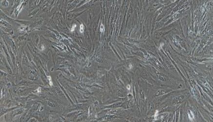 猪原代卵巢内膜细胞性能特点