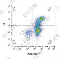 流式细胞凋亡检测(Annexin V/PI)