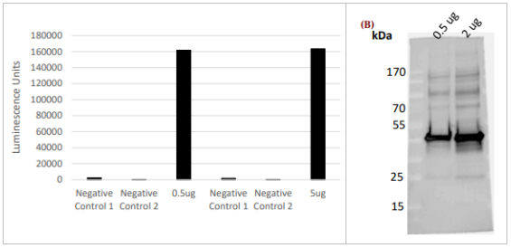 LifeSensors-抗USP34core抗体促销，超低折扣等你抢