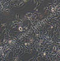 人非小细胞肺癌细胞;HCC827 (STR)