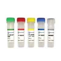 戊型肝炎病毒探针法 RT-PCR 试剂盒