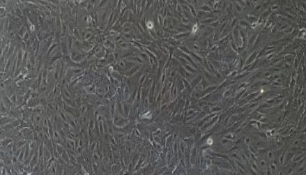 猪原代小肠黏膜上皮细胞性能特点