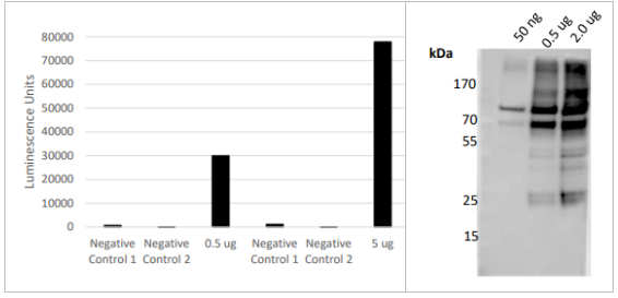 LifeSensors-USP4抗体现货促销来袭，超值优惠不容错过！