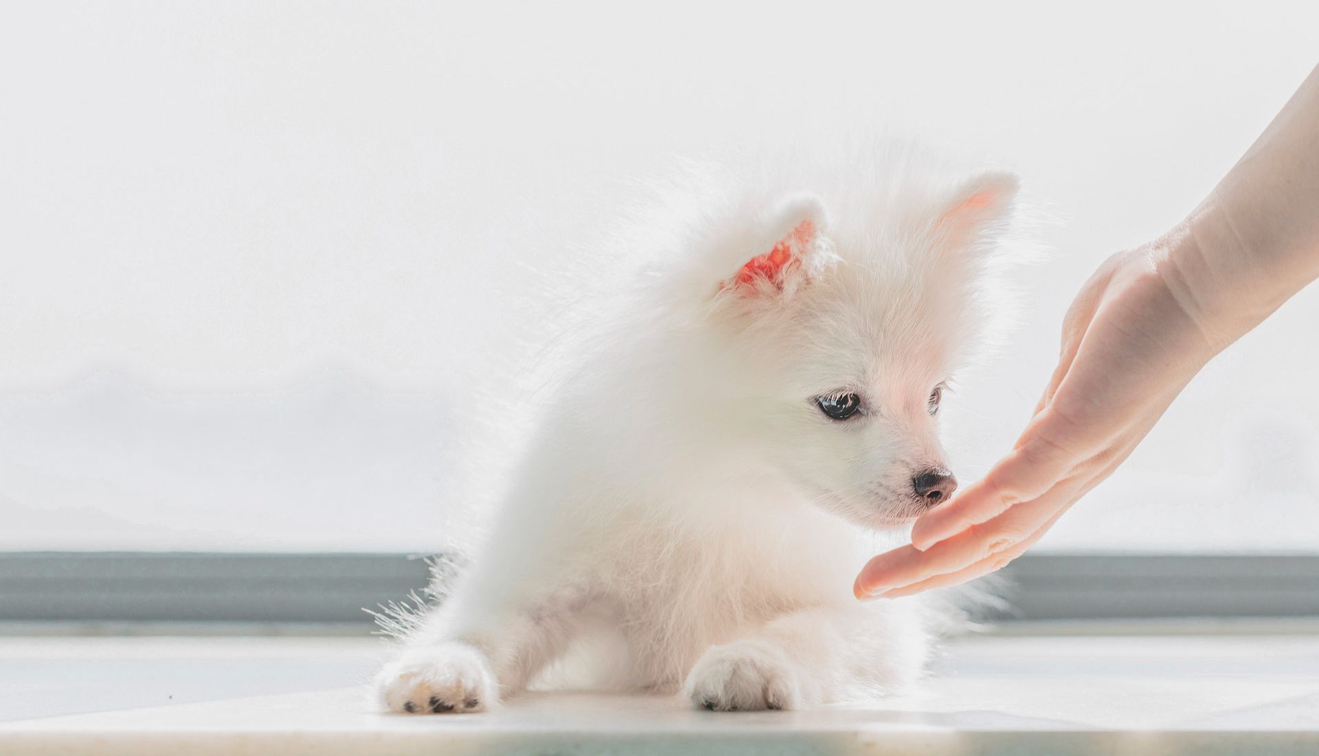 浙江大学发布BMC文献：弓蛔虫抗体检测评估人和猫犬感染情况