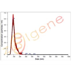 外泌体鉴定-粒径