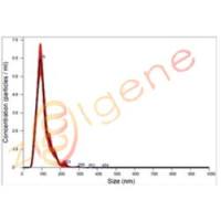 外泌体鉴定-粒径