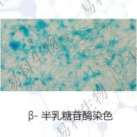 β-半乳糖苷酶染色
