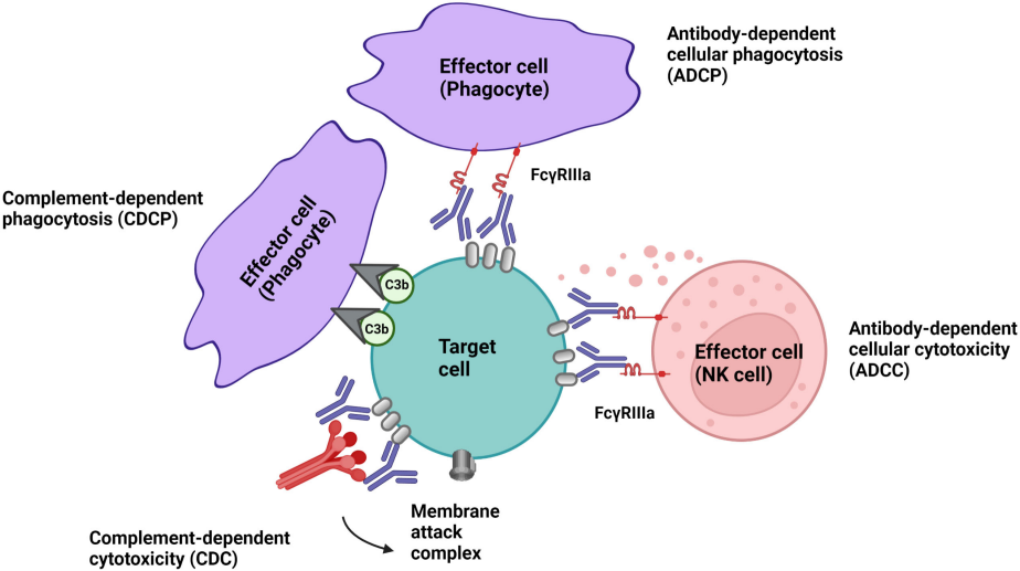 Mouse Cell Specific Depletion Antibodies for in vivo use