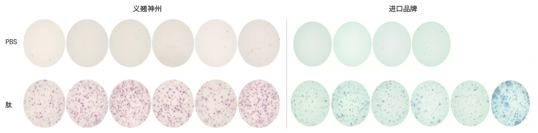 小斑点大学问：预包被ELISpot精准捕捉每一个细胞信号，助你在疫苗和CGT领域大展身手