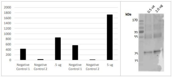LifeSensors-抗ULP1抗体品质与价格的双重惊喜，科研人速抢！