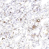 免疫组化 （IHC）白光拍照