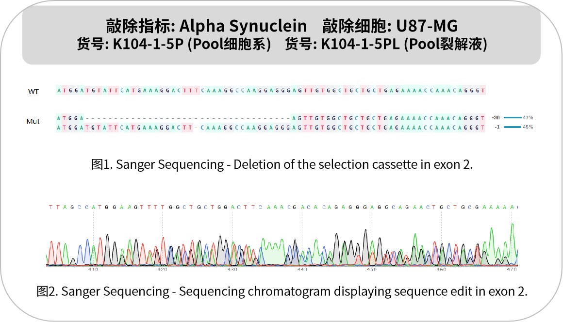 新品速递 | 优质 KO 细胞系及裂解液：基因功能研究的神兵利器