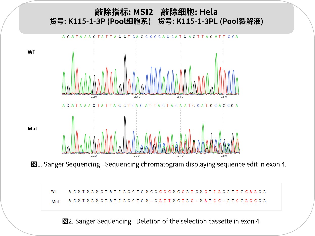 新品速递 | 优质 KO 细胞系及裂解液：基因功能研究的神兵利器
