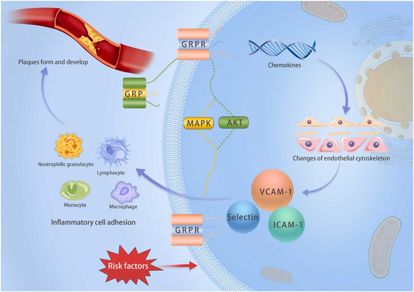 GRPR(BB2):精准诊疗的抗癌药物靶点