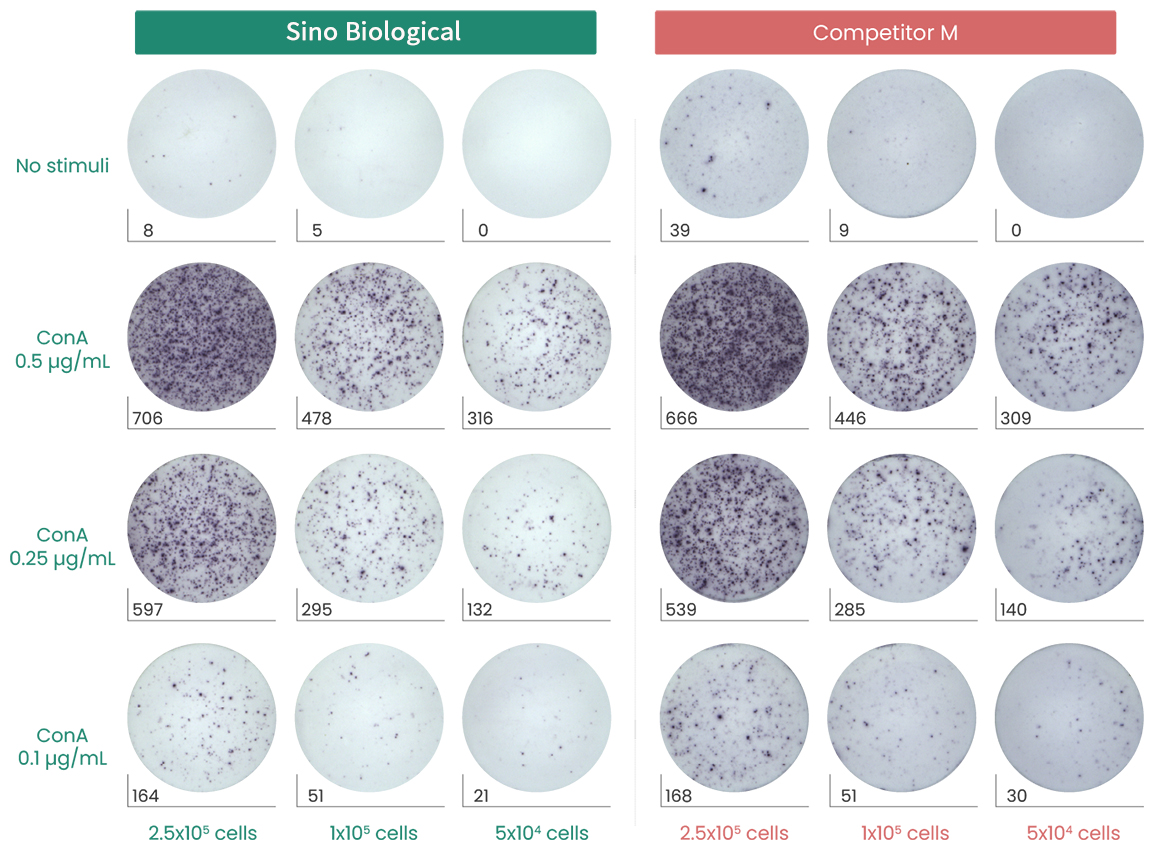 小斑点大学问：预包被ELISpot精准捕捉每一个细胞信号，助你在疫苗和CGT领域大展身手