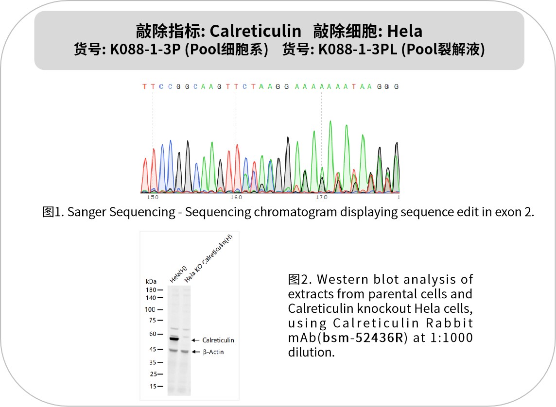 新品速递 | 优质 KO 细胞系及裂解液：基因功能研究的神兵利器