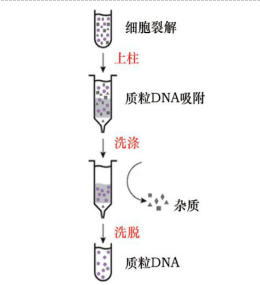 一步法质粒 DNAOUT 2.0质粒